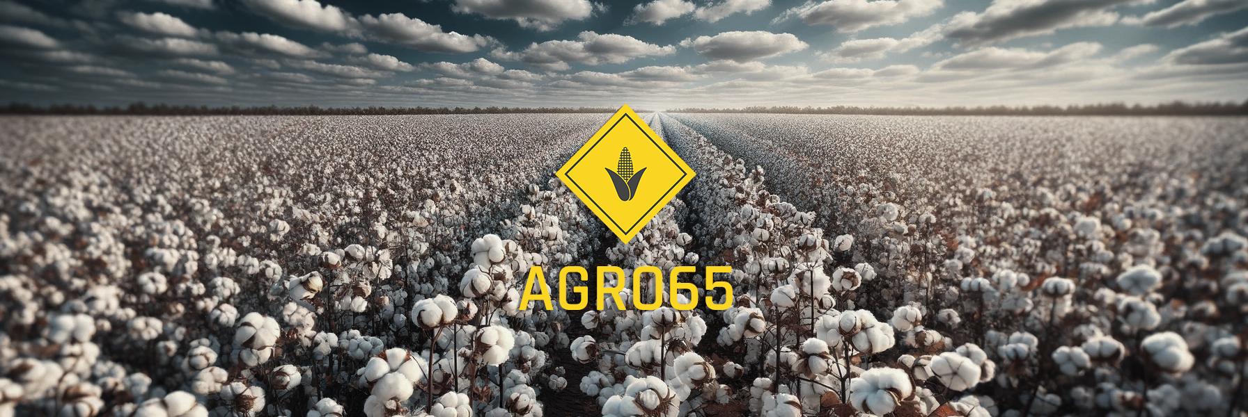 Plantação de Algodão Agro65