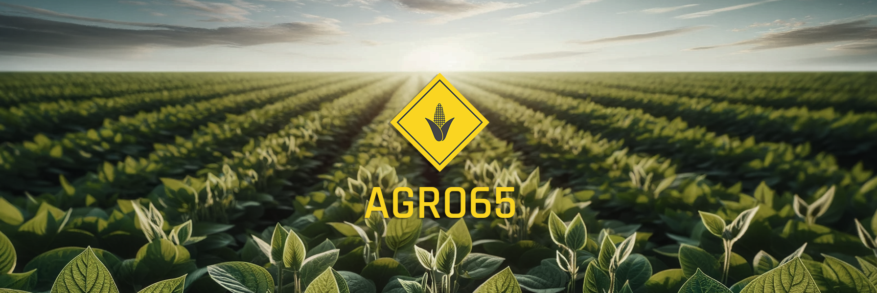 Plantação de Soja Agro65