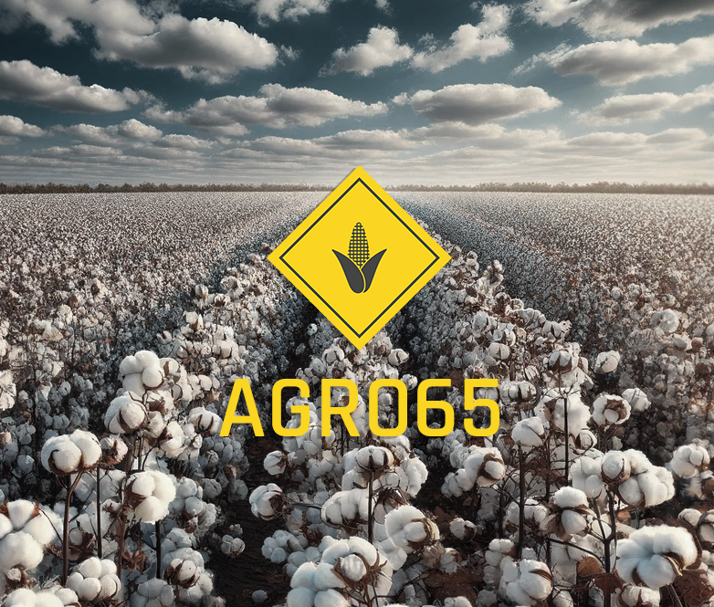 Plantação de Algodão Agro65