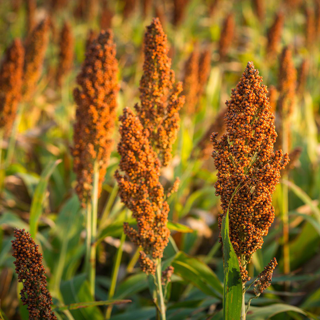 Sorgo